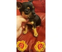 3 Teacup Chihuahuas for Sale - 5