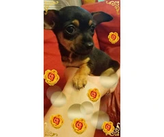 3 Teacup Chihuahuas for Sale - 6