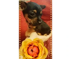 3 Teacup Chihuahuas for Sale - 7