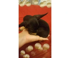 3 Teacup Chihuahuas for Sale - 9