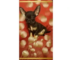 3 Teacup Chihuahuas for Sale - 10