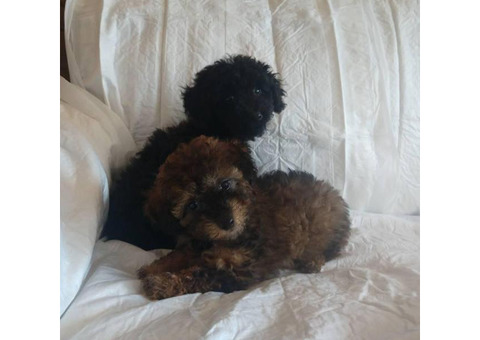Poodle puppies 2 males left