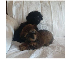 Poodle puppies 2 males left