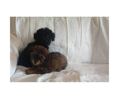 Poodle puppies 2 males left - 2