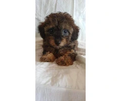 Poodle puppies 2 males left - 3