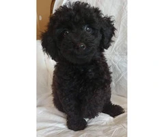 Poodle puppies 2 males left - 4