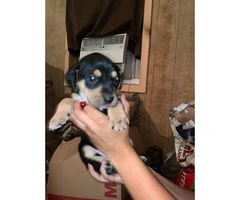 Full blood Catahoula Puppies on sale