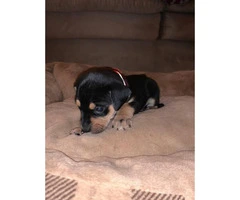 Full blood Catahoula Puppies on sale - 3
