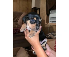 Full blood Catahoula Puppies on sale - 6