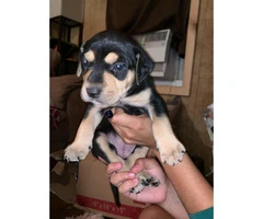 Full blood Catahoula Puppies on sale - 7