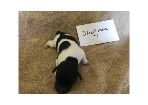 Rat terrier puppies