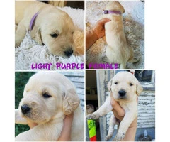 Labradoodle puppies from 2 litters
