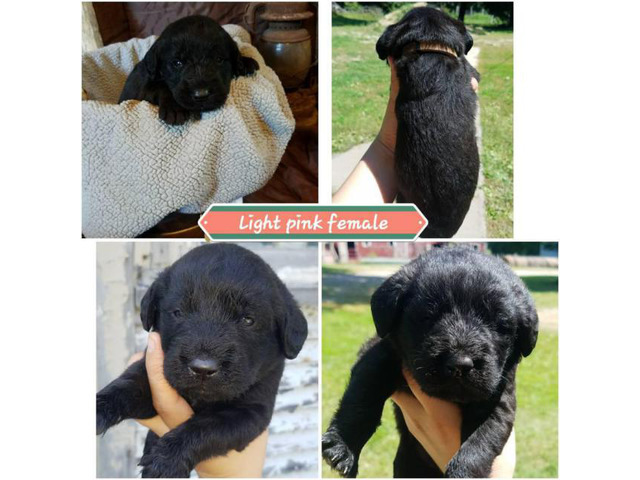 Labradoodle puppies from 2 litters in Montevideo ...