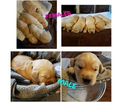 Labradoodle puppies from 2 litters - 4