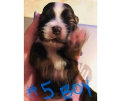 Full-blooded Shihtzu puppies for sale