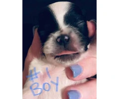 Full-blooded Shihtzu puppies for sale - 2
