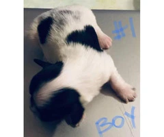 Full-blooded Shihtzu puppies for sale - 3