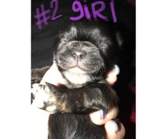 Full-blooded Shihtzu puppies for sale - 5