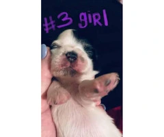 Full-blooded Shihtzu puppies for sale - 7