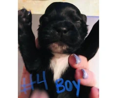Full-blooded Shihtzu puppies for sale - 9
