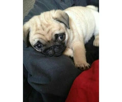 11 weeks old Pug puppies for sale
