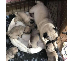 11 weeks old Pug puppies for sale - 2