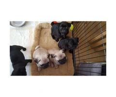 11 weeks old Pug puppies for sale - 3