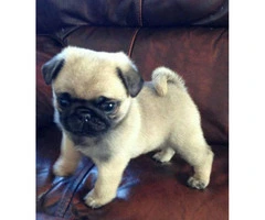 11 weeks old Pug puppies for sale - 4