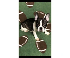 Miniature french bulldogs puppies for adoption