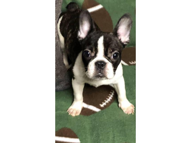 Miniature french bulldogs puppies for adoption in Los