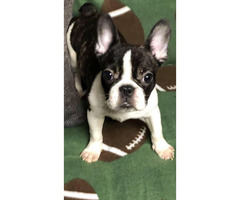 Miniature french bulldogs puppies for adoption in Los ...