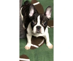 Miniature french bulldogs puppies for adoption - 7