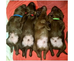 Four Chocolate Lab Puppies Left