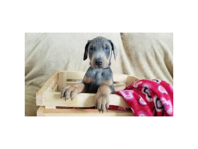 AKC Doberman female puppy rare blue color