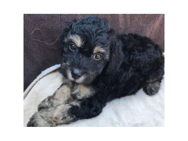 Black Miniature Poodle Pups for Sale in Nashville, Tennessee - Puppies