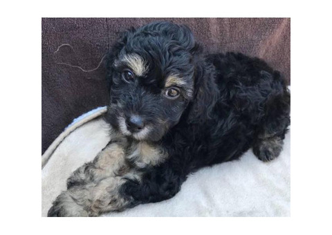 Black Miniature Poodle Pups for Sale
