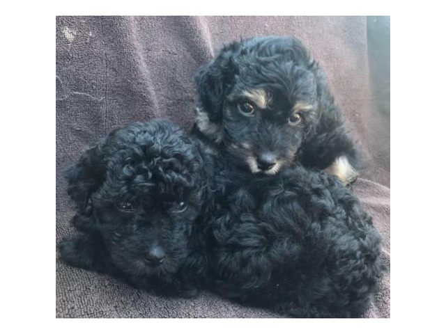 Black Miniature Poodle Pups for Sale in Nashville, Tennessee - Puppies