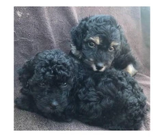 Black Miniature Poodle Pups for Sale - 2