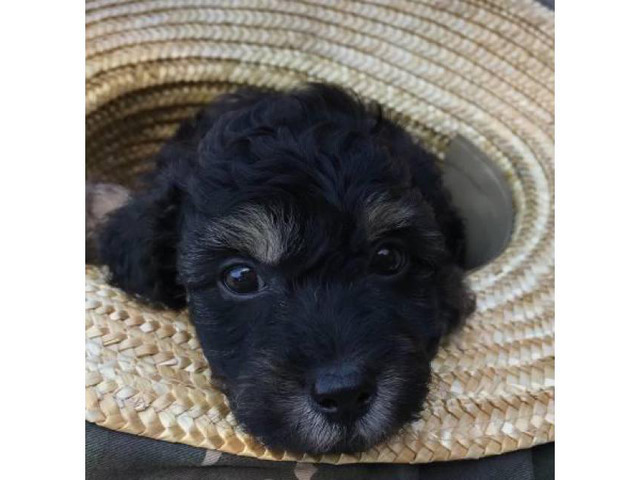 Black Miniature Poodle Pups for Sale in Nashville ...