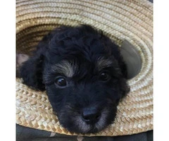Black Miniature Poodle Pups for Sale - 3