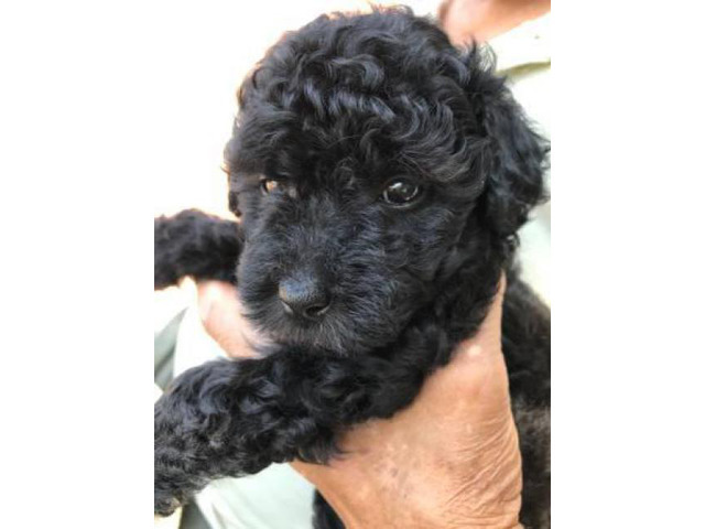 57 HQ Photos Black Poodle Puppies For Sale - Puppies For Sale | Cockapoo puppies for sale, Cockapoo ...