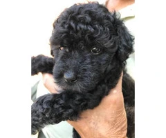 Black Miniature Poodle Pups for Sale - 4