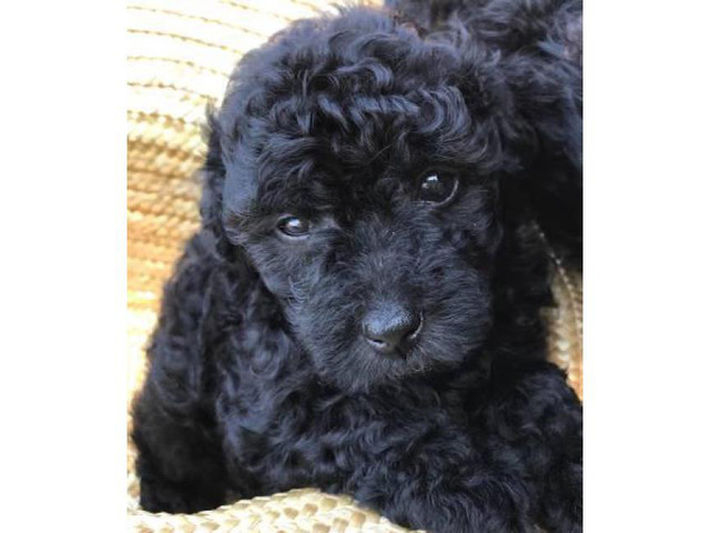 toy poodle puppies for sale near me