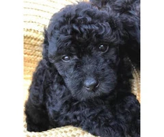 Black Miniature Poodle Pups for Sale - 5