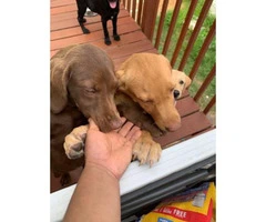 6  labs puppies for sale