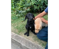 6  labs puppies for sale - 2