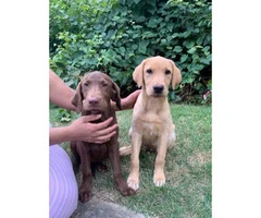 6  labs puppies for sale - 3