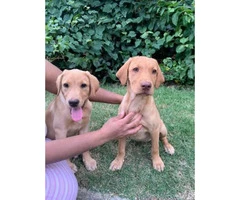 6  labs puppies for sale - 4