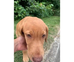 6  labs puppies for sale - 5
