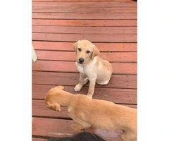 6  labs puppies for sale - 6